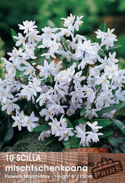 Spring Flowering Bulbs - Scilla Mischenkoana