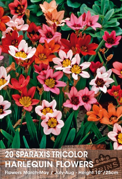 Spring Flowering Bulbs - Sparaxis Tricolor