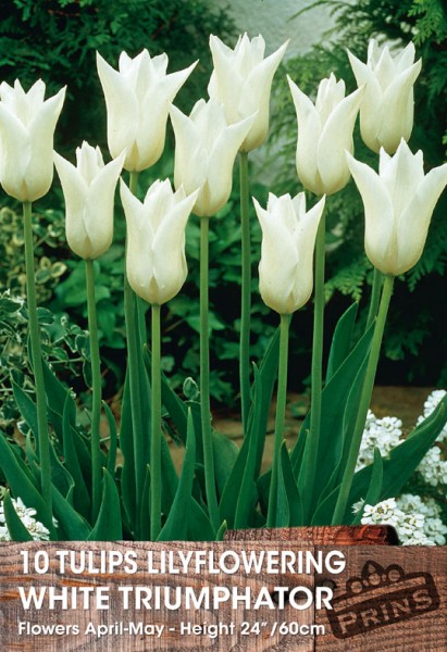 Spring Flowering Bulbs - Tulips Lily Flowered White Trumpator