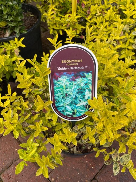 Euonymus Fortunei 'Golden Harlequin'