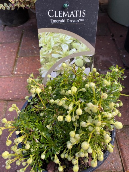 Clematis 'Emerald Dream'