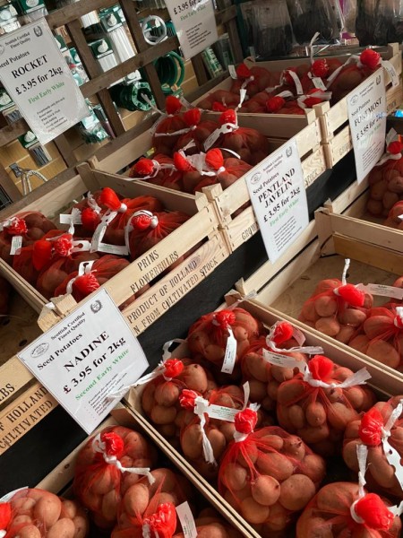 Seed Potatoes