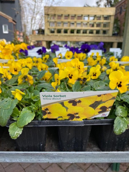 Viola Sorbet Yellow Blotch