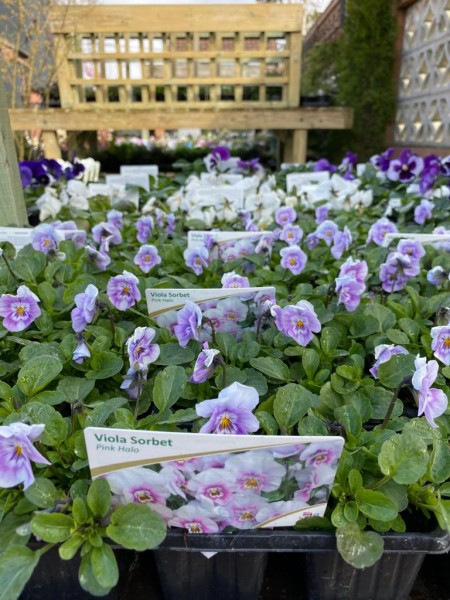 Viola Sorbet Pink Halo